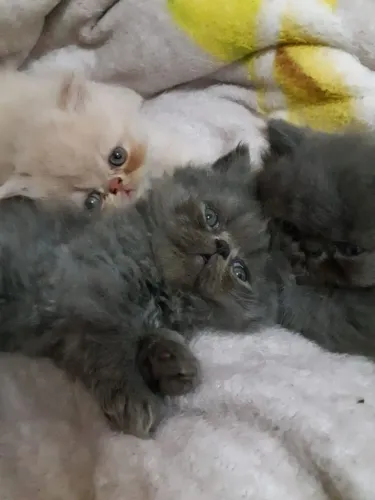 Gato Persa lindos filhotinhos com padrão clássico