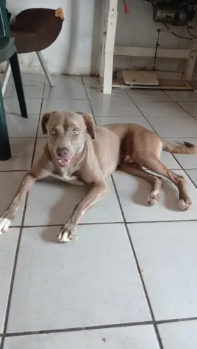 Cachorrinho para adoção