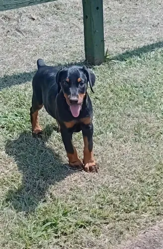 Última filhote fêmea de Doberman disponíveis