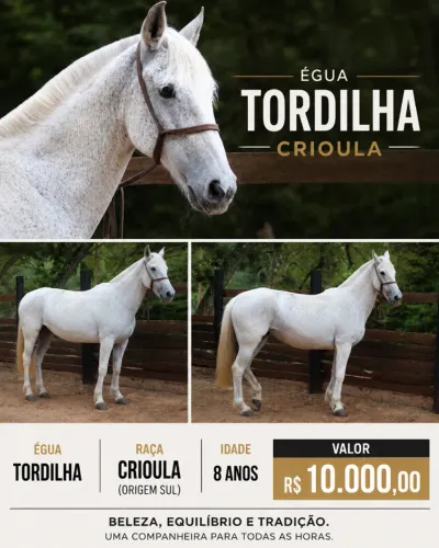 ÉGUA TORDILHA CRIOULA - 8 ANOS
