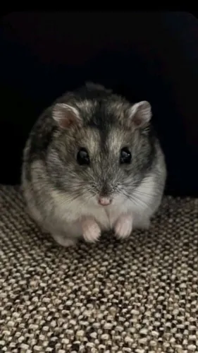Hamster Anão russo Agouti