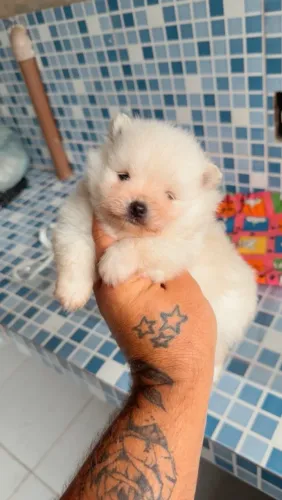 Lulu da pomerania anão * 