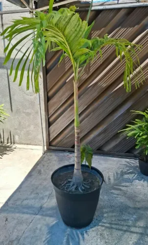 Planta
