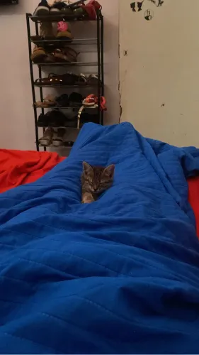 Gatinha resgatada, precisa de um lar.