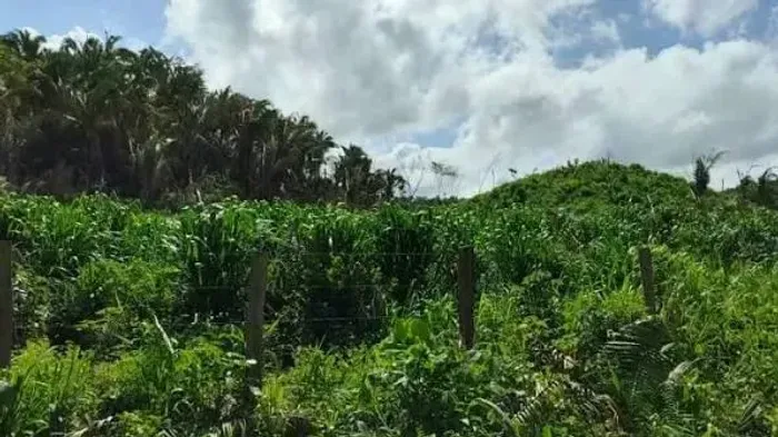 VARGEM GRANDE-MA: Fazenda a venda de 615 hectares a 38 Km da sede.