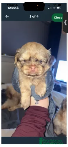 Cachorro Macho e Fêmea com Pedigree Shih tzu/shitzu SP