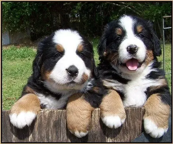 Bebezinho bernese com saúde e procedência garantida