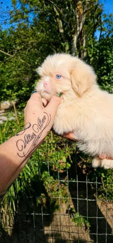 Shih-tzu Albino Exótico Lavanda