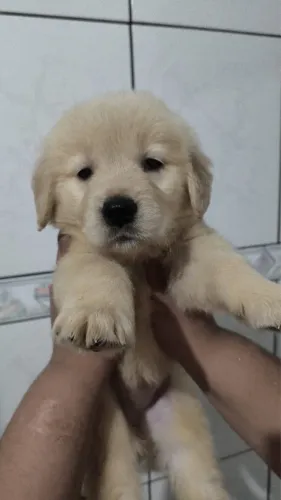 Golden vermifugado e vacinado com 50 dias