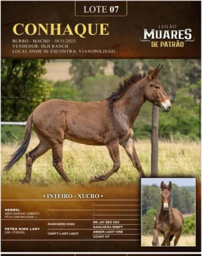 Vendo burro xucro qm