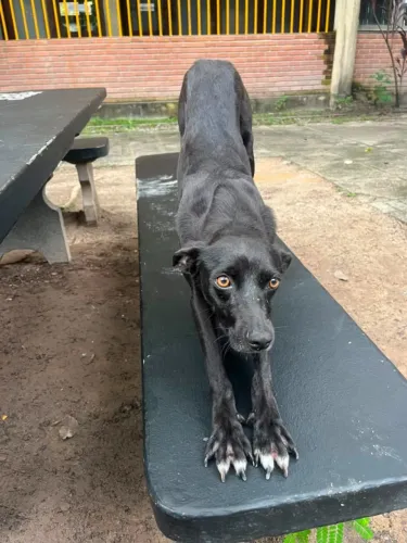Cachorrinha linda e mansa para adoção