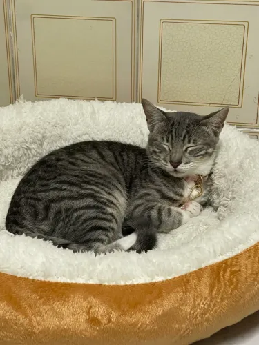 Doa-se Gato Fêmea