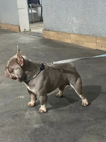 Bulldog frances