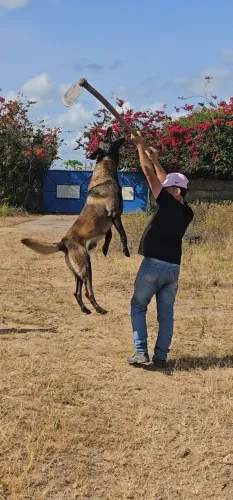 Filhotes de Pastor Belga Malinois com Pedigree Opcional