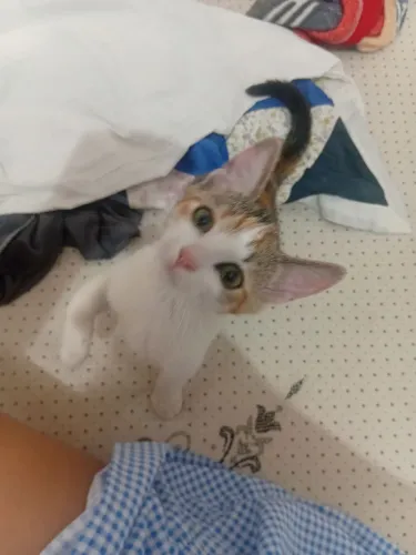 Doa se gata filhote