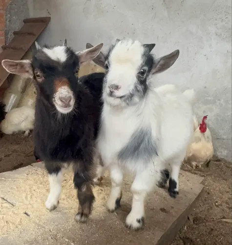 Vendo Casal Mini Cabritos