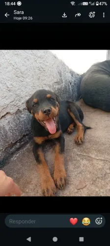 Rottweiler Fêmea