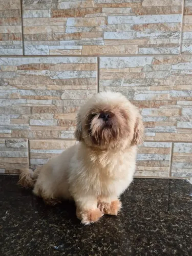 Shih Tzu Doação