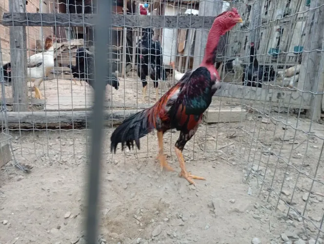 Galo polaca excelente genética