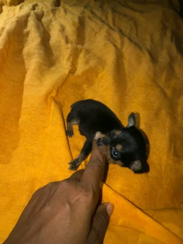 Pinscher 00. Fêmea