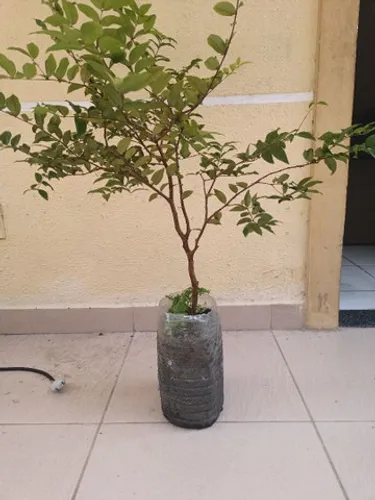 Vendo muda de jabuticaba hibrida