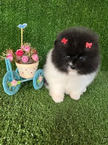 Lulu da pomerania femea lindissima ursinho    