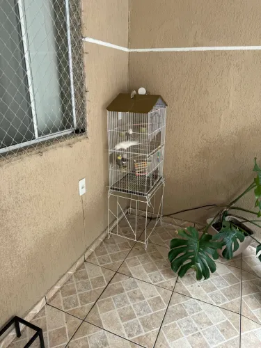 Vendo viveiro de pássaros 