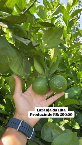 Muda de Laranja da Ilha, laranja Ilhoa Produzindo