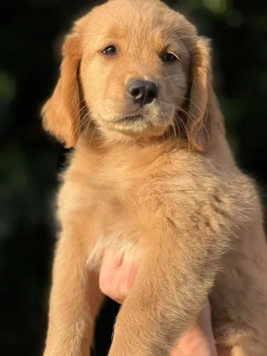 Golden retriever grandão