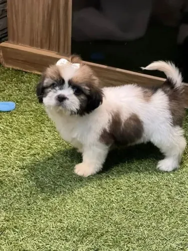 Shih Tzu ternura que fala