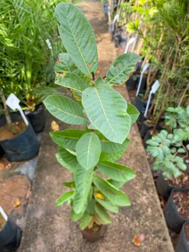 Muda de goiaba Paluma 