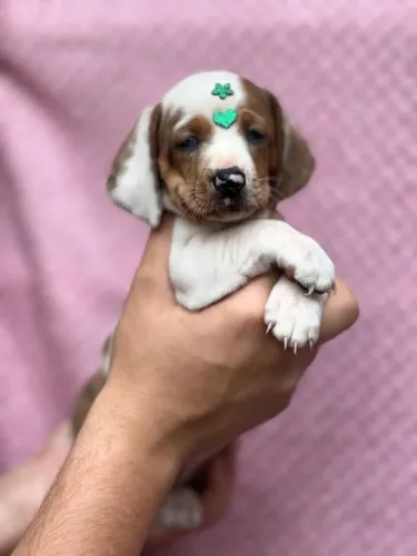 Dachshund com atitude e muito amor