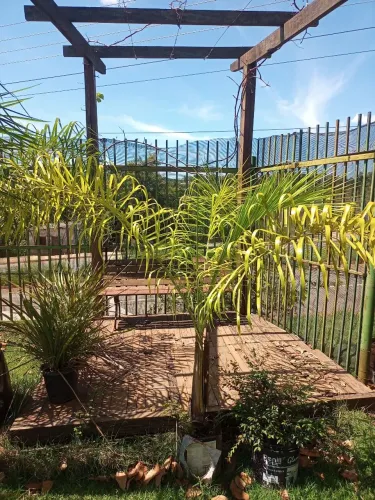 Palmeira Areca locuba