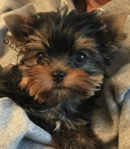 Filhote de Yorkshire Terrier onde há amor , há você 