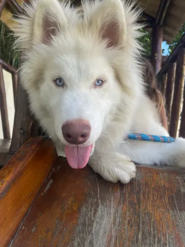 HUSKY SIBERIANO