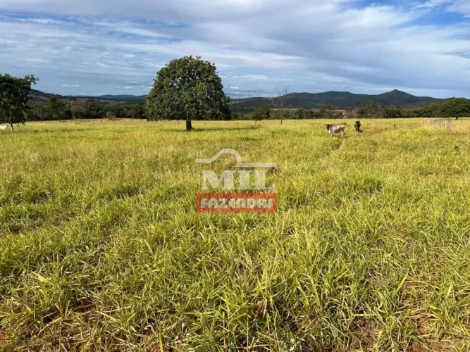 Fazenda 33 Alqueires (159,7 Hectares) Jaraguá - Go