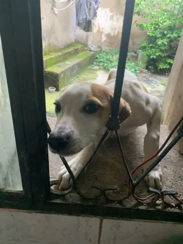 Cachorro lindo pra doar