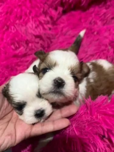 Shih tzu macho