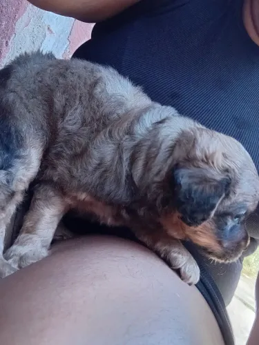 Doação de cachorro 