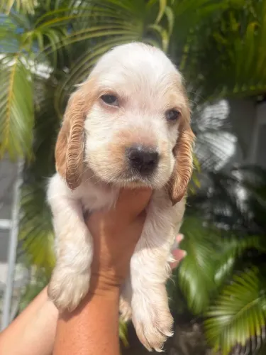 Lindo Machinho de Cocker Spaniel - Pronto para um Novo Lar!