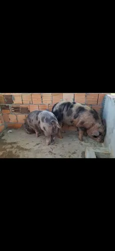 Caruncho mineiro