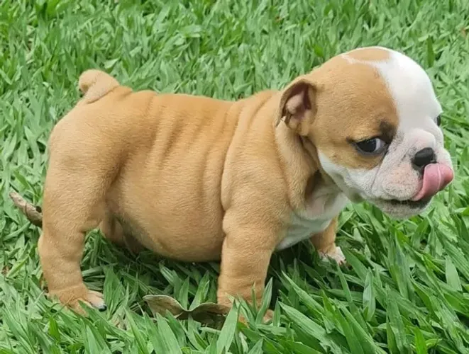 Seu novo melhor amigo está esperando por você! Filhote de Buldogue Inglês disponível.