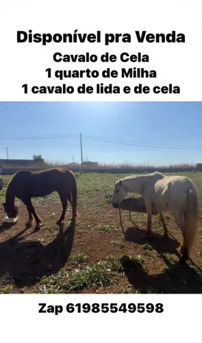 Vendo cavalo