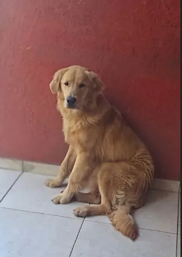 Casal de Golden Retriever, macho 6 meses fêmea 2 anos