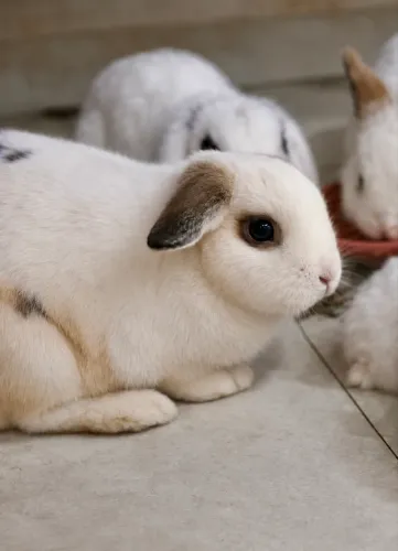 Coelha Mini Lop 