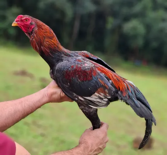 Galo Índio