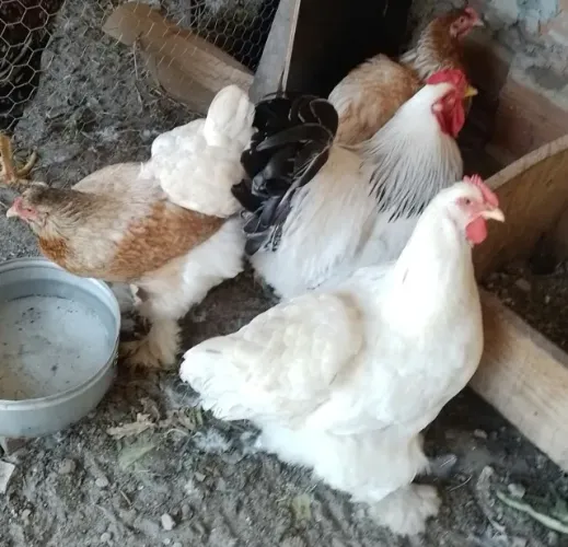 Ovos férteis de galinha Brahma