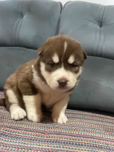 Husky siberiano
