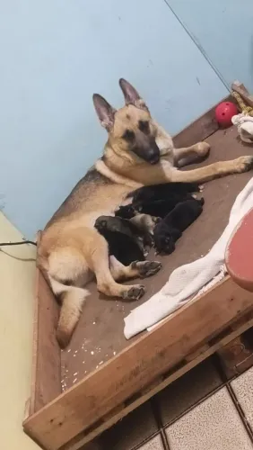 Cachorro filhote