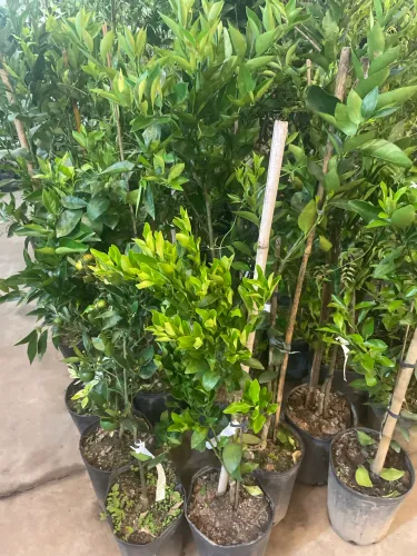 Mudas cítricas produzindo. Ponkan, laranja e muito mais 